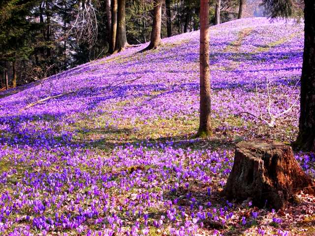 Wildflowers blanketing the hills above Škofja Loka 